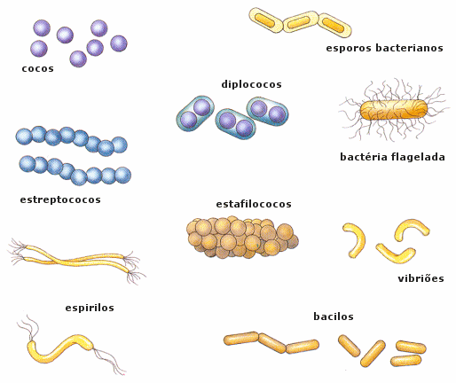 Tipos de bactérias