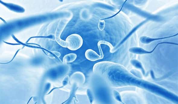 Espermatozoides e Óvulo