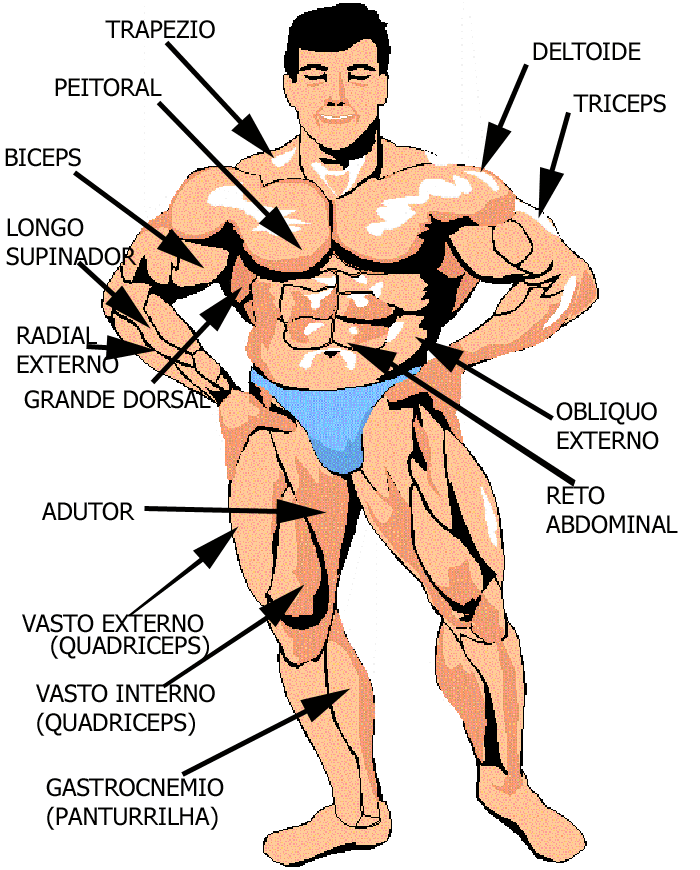 Todos os Músculos Humanos