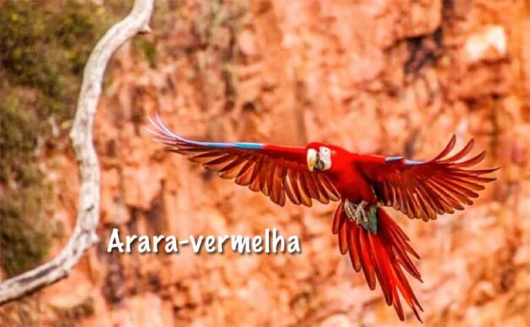 Animais que vivem na Mata dos Cocais - Grupo Escolar